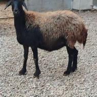 گوسفند آبستن نژاد افشار درجه یک