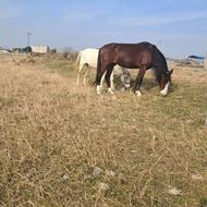 اسب نریان تیپ دار