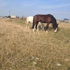 اسب نریان تیپ دار