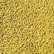 بذر یونجه پایه بلند