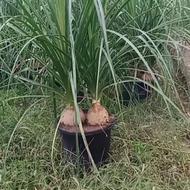 لیندا دوقلو.سطل 10.ریشه پرس