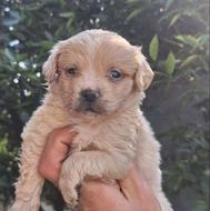 شیتزو کراس پشمالو