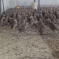 فروش کبک زنده و تمیز شده