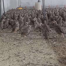 فروش کبک زنده و تمیز شده