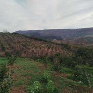 هرس مرکبات و سیاه ریشه