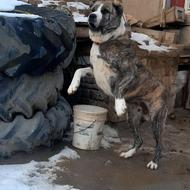 واگذاری سگ خراسانی اصیل