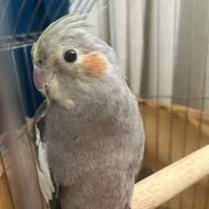 طوطی عروس نر