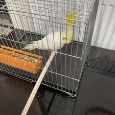 طوطی عروس هلندی