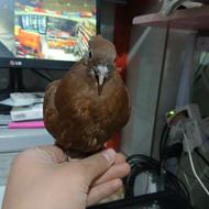 کفتر نیمه دست