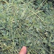 فروش یونجه درجه یک