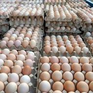 تخم مرغ محلی گلپایگانی