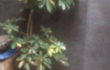 5600 متر زمین ییلاقی دودانگه