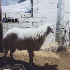 گوسفند نر تخمی