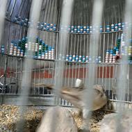 پرنده بخوون دهن سهره و دهن هزار