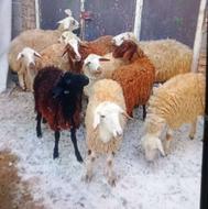 گوسفند خوش خوراک