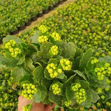 کارگر ساده مرد