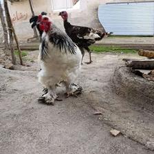 تخم برهما لایت امپراطور