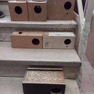 لونه لانه چوبی و پلاستیکی عروس هلندی طوطی برزیلی مرغ عشق فنچ