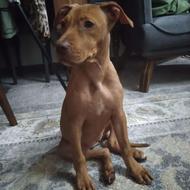 واگذاری سگ پیتبول ردنیوز