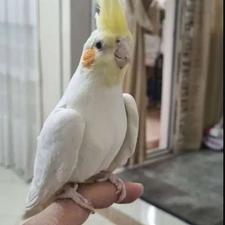 عروس هلندی رام