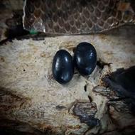 مهره مار اصل سیاه عینکی هندی شاه کبری