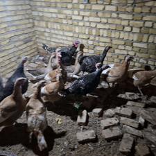 بوقلمون و غاز