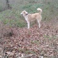 واگذاری سگ سنگسری اصل زات قدیم