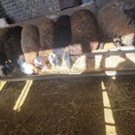 بره پرواری ..