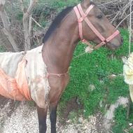 اسب سواری باری