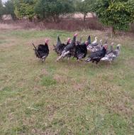 بوقلمون نر وماده محلی