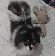 پامرین خرسی