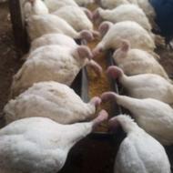 بوقلمون زنده ارگانیک310