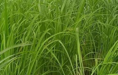 زمین کشاورزی