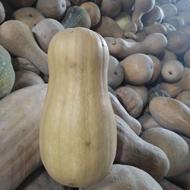 فروش عمده کدو حلوایی