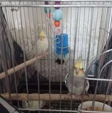 پرنده آرام وزیبا جفت