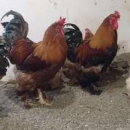 جوجه امپراطور ومینیاتوری وابریشمی یکروزه