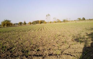 4000 متر زمین کشاورزی و باغی