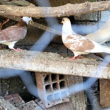 کبوتر پرشی جفت و تک