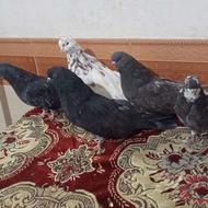 کبوتران سرول