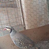 کبک بلدرچین زینتی