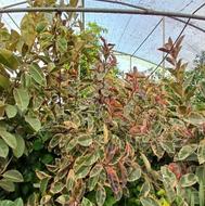 گل و گیاه اپارتمانی. فیگوس شرابی