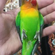 طوطی برزیلی یا کوتوله