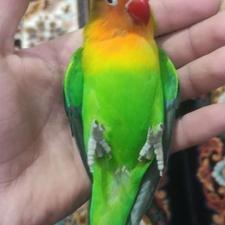 طوطی برزیلی یا کوتوله