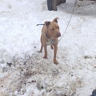 سگ پیتبول ماده واگذاری