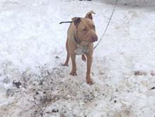 سگ پیتبول ماده واگذاری در شیپور