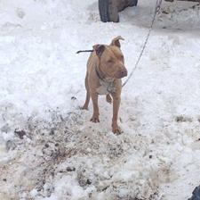 سگ پیتبول ماده واگذاری