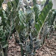 زامفولیا سوپر بلک