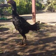 مرغ لاری مشکی