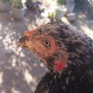 مرغ لاری مشکی