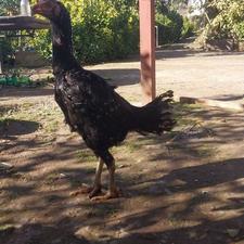 مرغ لاری مشکی